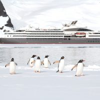 ANTARCTIQUE-Manchots Papous©StudioPonant-Sylavain ADENOT